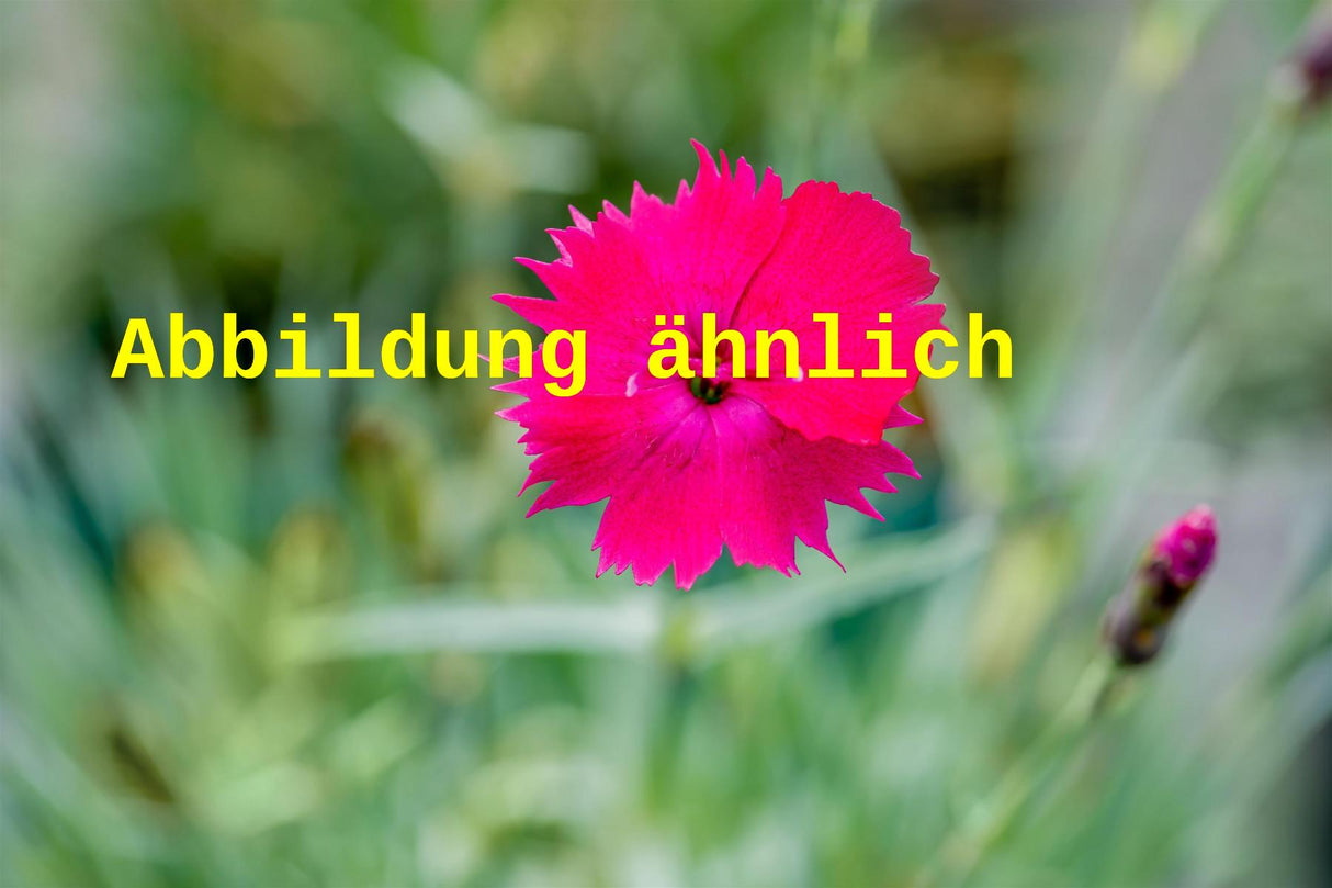 Dianthus gratianop. 'Rubin' (Garten-Pfingst-Nelke)