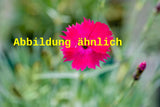 Genaues Foto für Dianthus gratianop. 'Rubin' folgt; dieses ähnliche Bild dient der Illustration von Garten-Pfingst-Nelke