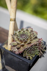 Sempervivum x cult. 'Silver Thaw'; winterhart;;ab 0,00 Euro