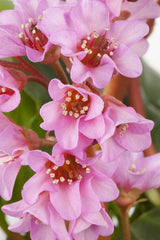 Bergenia cordifolia 'Oeschberg'; hier mit Blüte; winterhart; Einsatzmöglichkeit z.B. : Steingarten;;ab 0,00 Euro