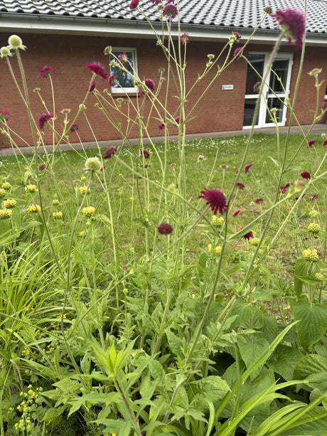 Knautia macedonica ;;ab 4,85 Euro