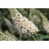 Buddleja 'Buzz Ivory'; duftend; erhältlich von 40-60 bis 40-60 cm;;ab 14,55 Euro