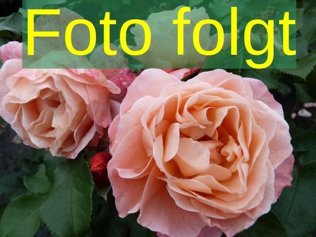 Bild wird ergänzt für Rosa 'Orange Dawn' (Kletterrose 'Orange Dawn')
