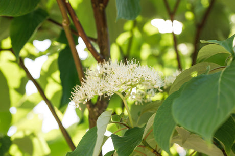 Cornus sericea 'Flaviramea' , erhältlich von 40-60 bis 200-250 cm;;ab 11,70 Euro