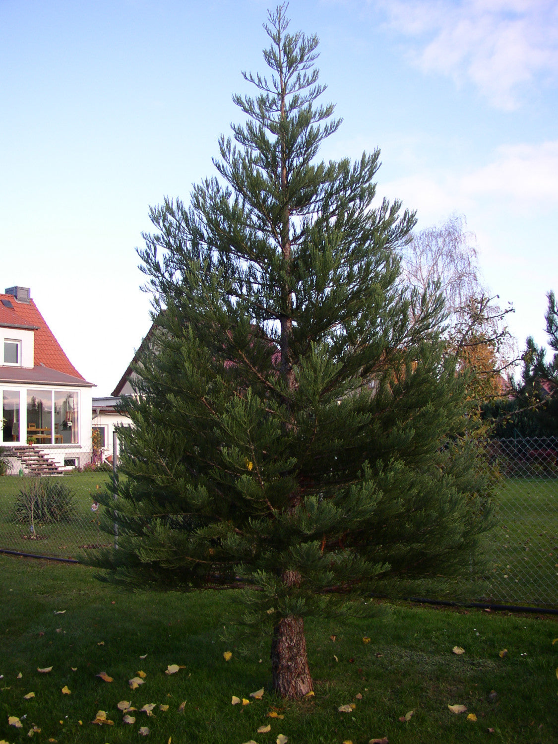 Sequoiadendron giganteum , erhältlich von 30-40 bis 175-200 cm;;ab 71,00 Euro