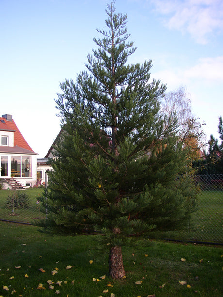 Sequoiadendron giganteum , erhältlich von 30-40 bis 175-200 cm;;ab 71,00 Euro