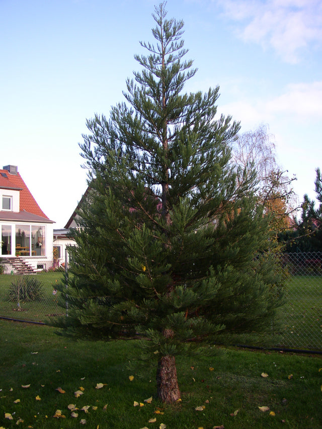 Sequoiadendron giganteum , erhältlich von 30-40 bis 175-200 cm;;ab 71,00 Euro