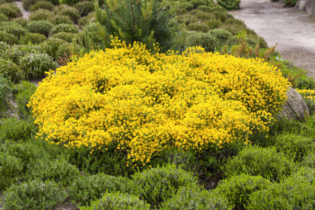 Cytisus beanii als Pflanze im Beet, erhältlich von 15-20 bis 30-40 cm; Einsatz: ;;ab 8,90 Euro