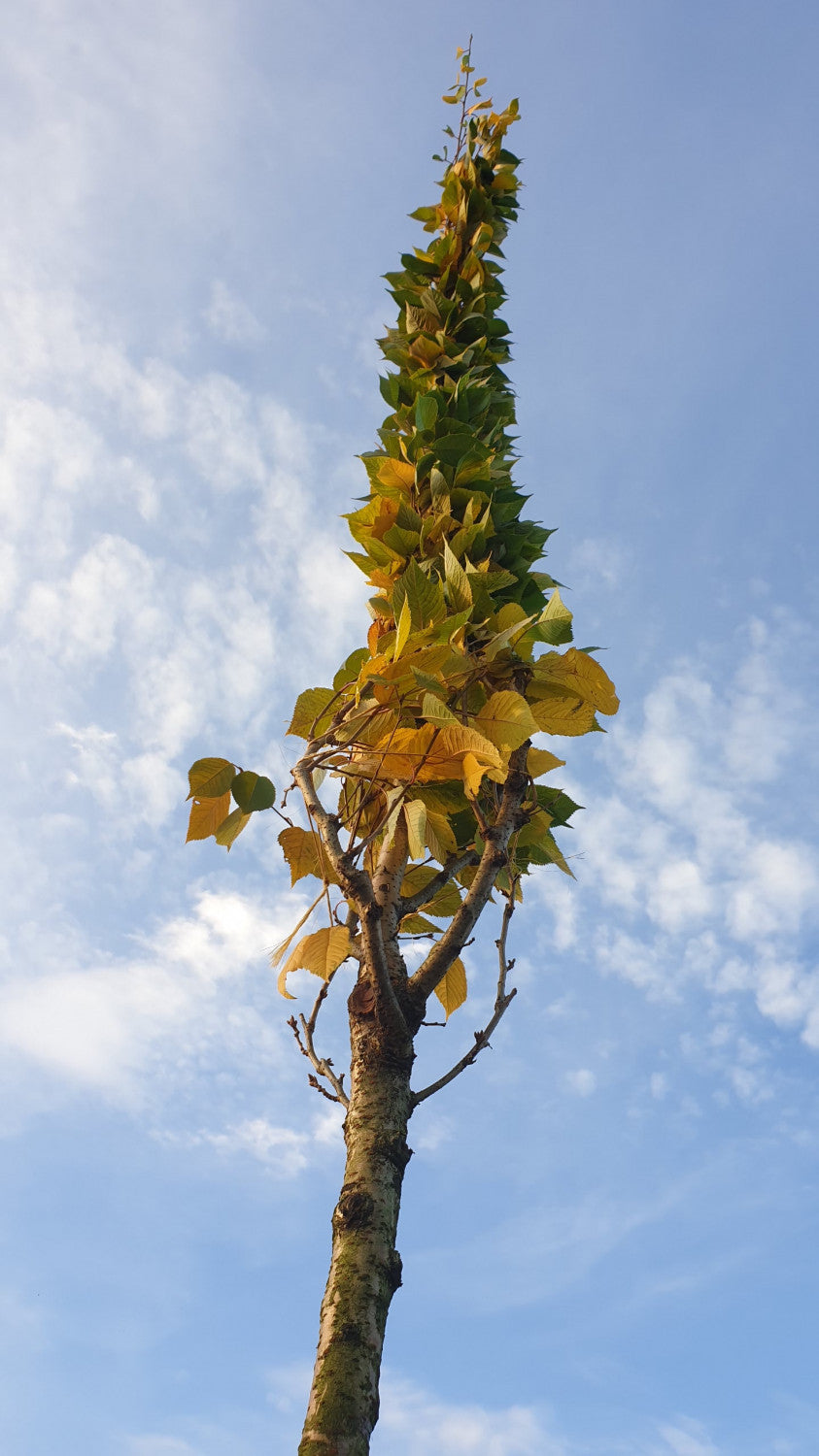 japanische zierkirsche; vorbereitet für Versand; winterhart; Einsatzmöglichkeit z.B. : frühlingsblüher;;Pflanzen vom Profi