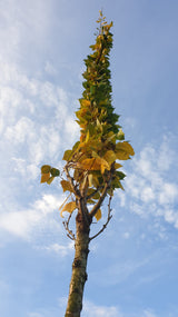 japanische zierkirsche; vorbereitet für Versand; winterhart; Einsatzmöglichkeit z.B. : frühlingsblüher;;Pflanzen vom Profi