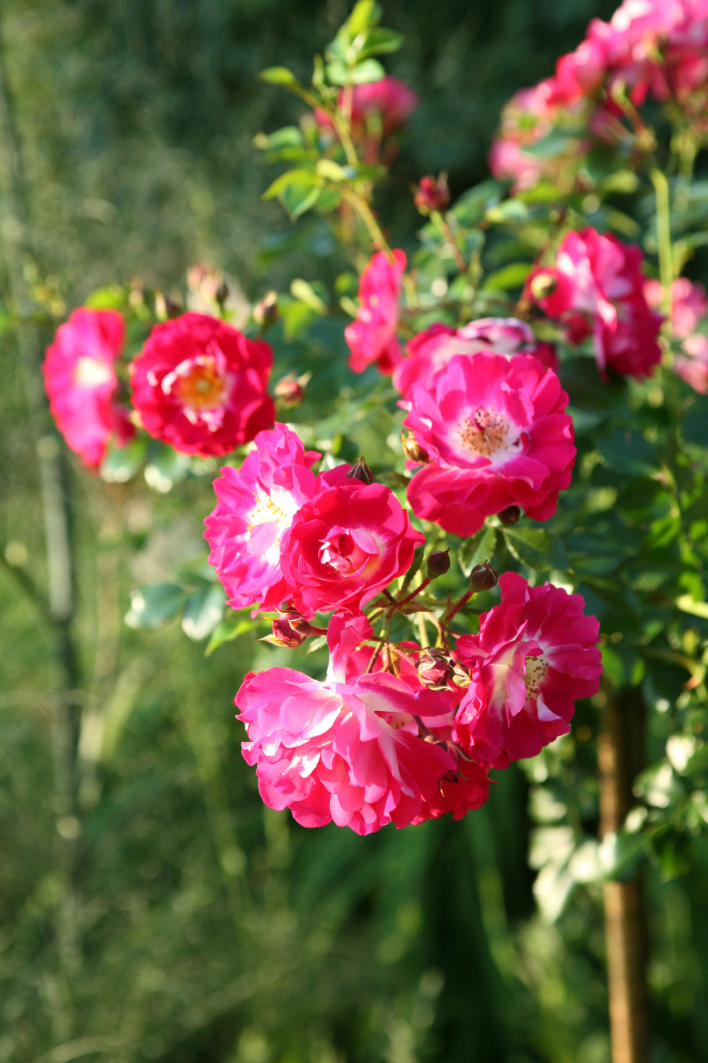 Rosa 'Lipstick' BDR mit Blüte; Einsatz: ;;ab 8,10 Euro