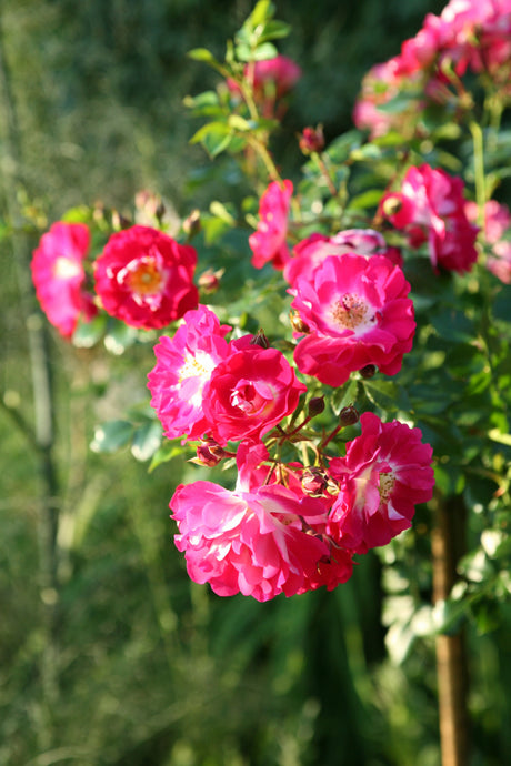 Rosa 'Lipstick' BDR mit Blüte; Einsatz: ;;ab 8,10 Euro
