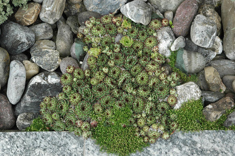 Sempervivum tectorum als Pflanze im Beet; Einsatz: ;;ab 3,70 Euro