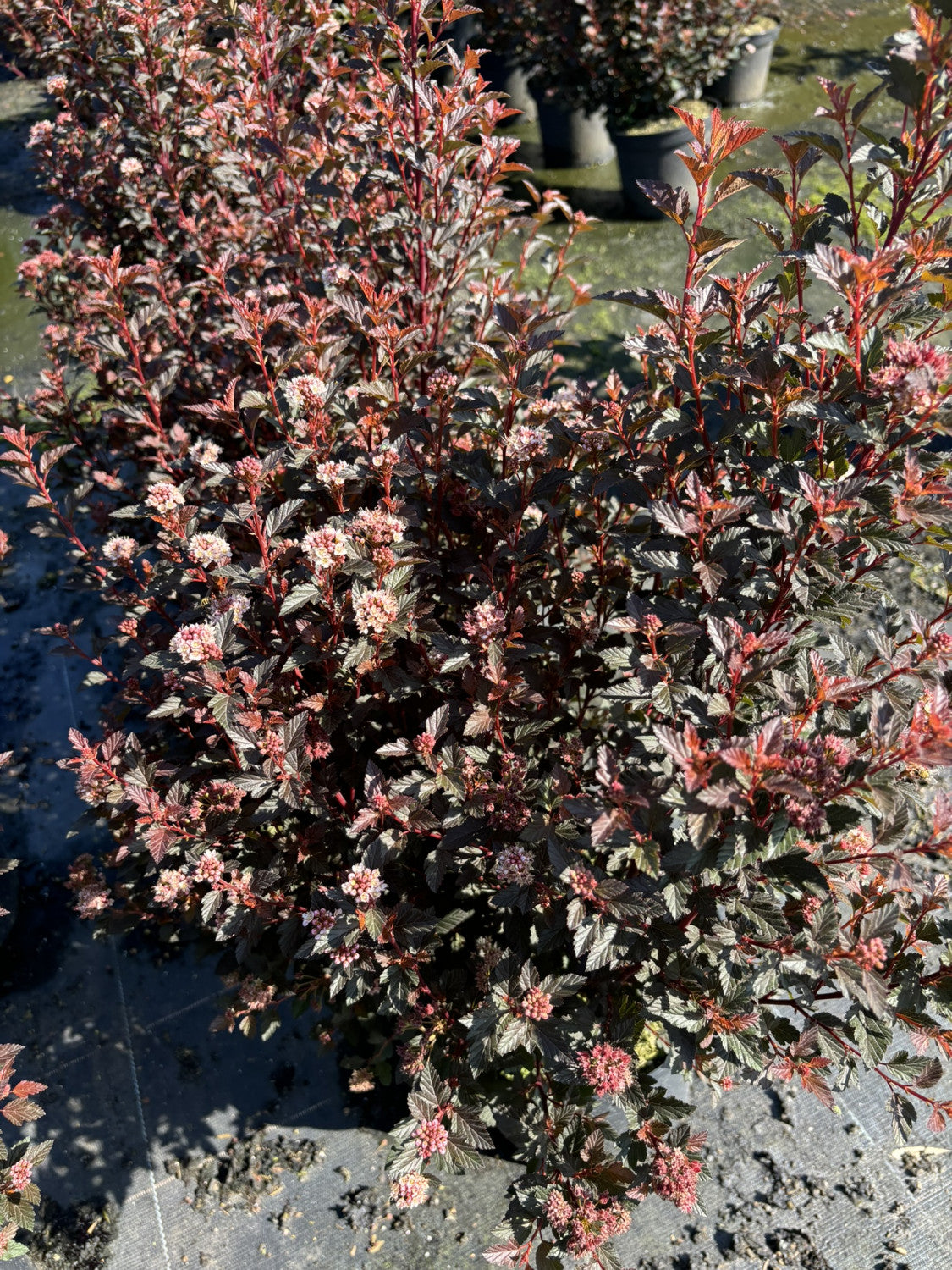 Physocarpus opulifolius 'Monlo' winterhart;;mit zeitnaher Lieferung