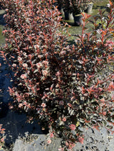 Physocarpus opulifolius 'Monlo' winterhart;;mit zeitnaher Lieferung