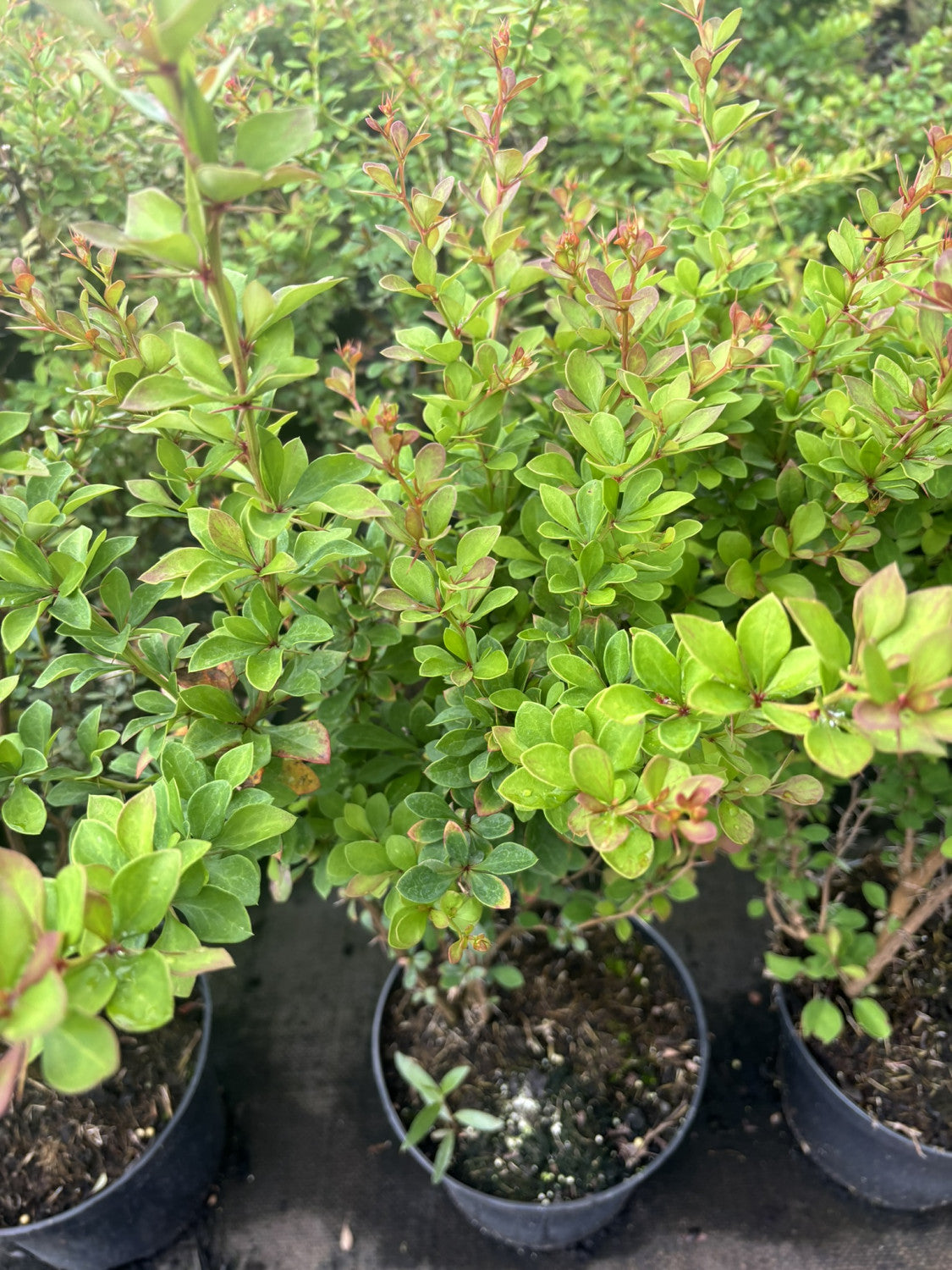 Berberis thunbergii , erhältlich von 40-60 bis 80-100 cm;;ab 3,55 Euro