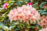 Rhododendron Hybr. 'Brasilia'; hier mit Blüte; blühfreudig; Einsatzmöglichkeit z.B. : garten; verfügbar in 5 Größen und Varianten;;ab 56,00 Euro