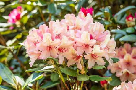 Rhododendron Hybr. 'Brasilia' mit Blüte, erhältlich von 30-40 bis 70-80 cm; Einsatz: ;;ab 40,40 Euro