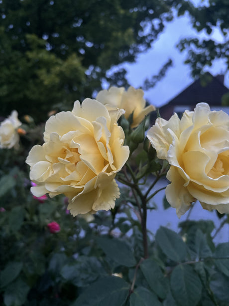 Rosa 'Golden Gate' KL mit Blüte; Einsatz: ;;ab 11,80 Euro