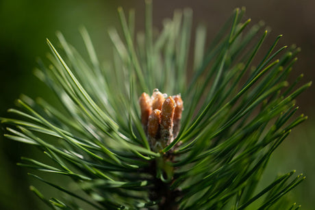 Pinus sylvestris HkG 85107; hier mit Sommerbelaubung; duftend; Einsatzmöglichkeit z.B. : Holzgewinnung;;ab 0,51 Euro