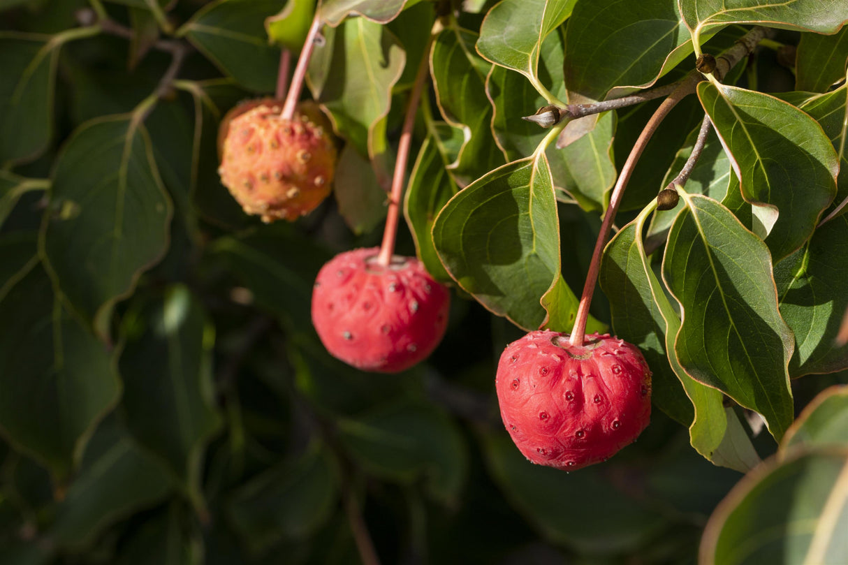 japanischer blumen-hartriegel 'venus' mit Früchten, erhältlich als: Solitär; Einsatz: Heckeessbare Früchte;;günstig mit Qualität