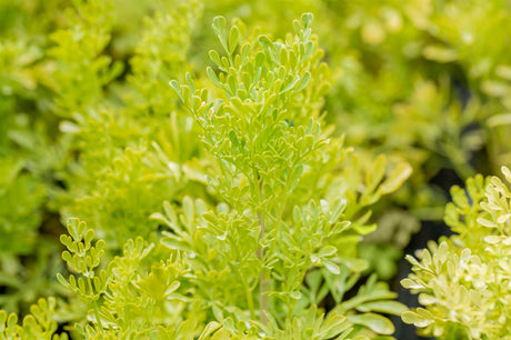 Ruta graveolens , ;;ab 3,33 Euro