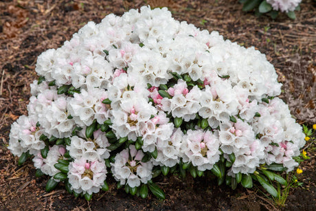 Rhododendron yak. 'Schneekrone' mit Blüte, erhältlich von 25-30 bis 90-100 cm; Einsatz: ;;ab 36,50 Euro