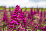 Buddleja 'Buzz Magenta'; bienenfreundlich; erhältlich von 40-60 bis 40-60 cm;;ab 14,55 Euro