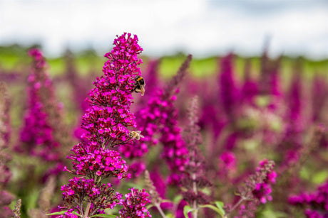Buddleja 'Buzz Magenta' , erhältlich von 40-60 bis 40-60 cm;;ab 11,70 Euro