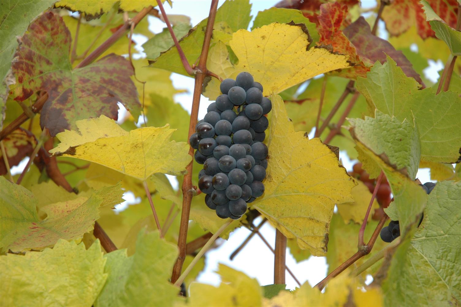 Vitis 'St. Laurent' (Weintraube 'St. Laurent' -S-)