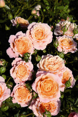 Rosa 'Peach Clementine' Z; hier mit Blüte; pflegeleicht; Einsatzmöglichkeit z.B. : Beete;;ab 11,10 Euro