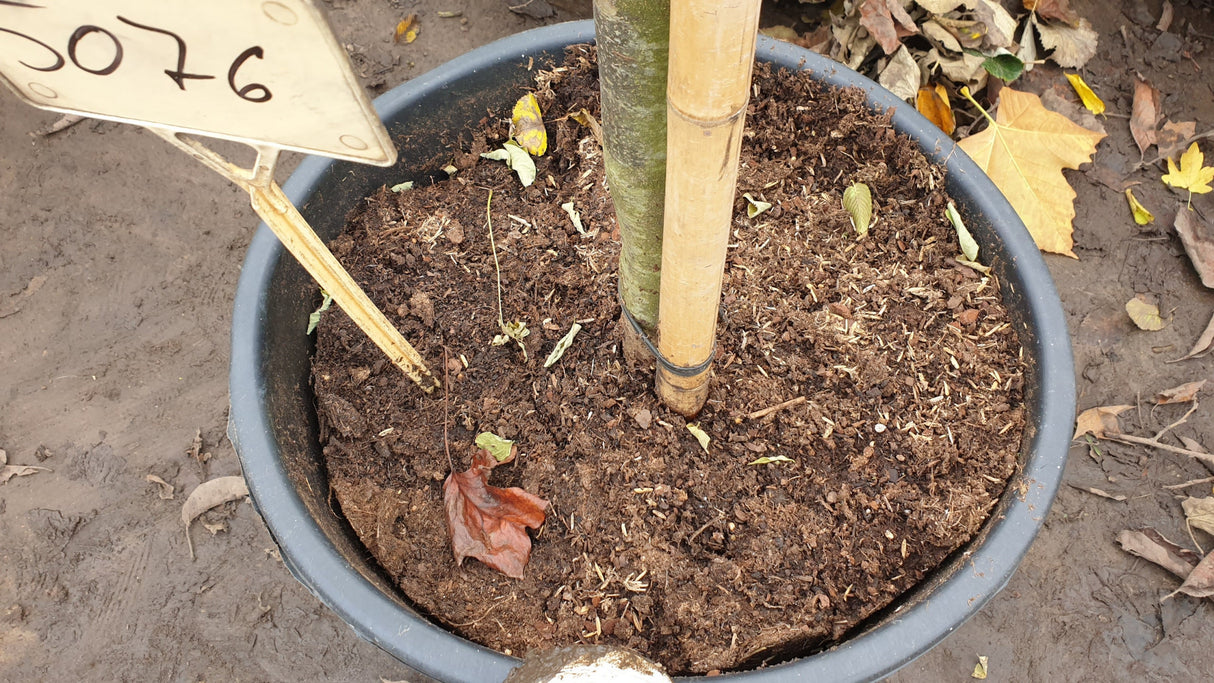 Synonym (alte Bezeichnung): Parrotia persica 'Select'; hier im Topf; anspruchslos; Einsatzmöglichkeit z.B. : Hausbaum;;mit zeitnaher Lieferung