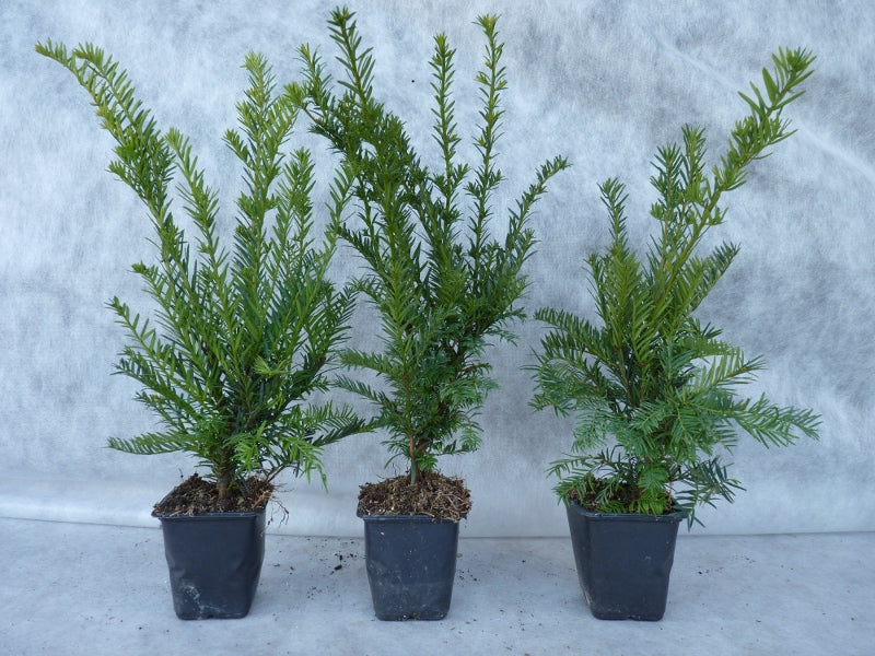 Taxus baccata im Topf; Einsatz: Parkanlagenimmergrün;;ab 1,50 Euro