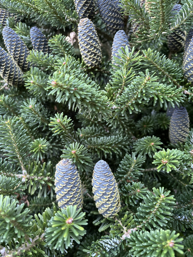 Abies koreana 'Sämling' mit Früchten, erhältlich von 40-50 bis 200-225 cm; Einsatz: ;;ab 1,58 Euro