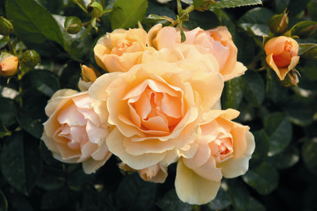Rosa 'Hansestadt Rostock' BT mit Blüte; Einsatz: ;;ab 9,50 Euro