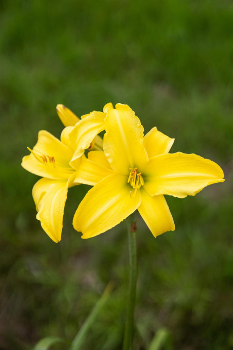Hemerocallis x cult. 'Corky' mit Blüte; Einsatz: ;;ab 5,10 Euro