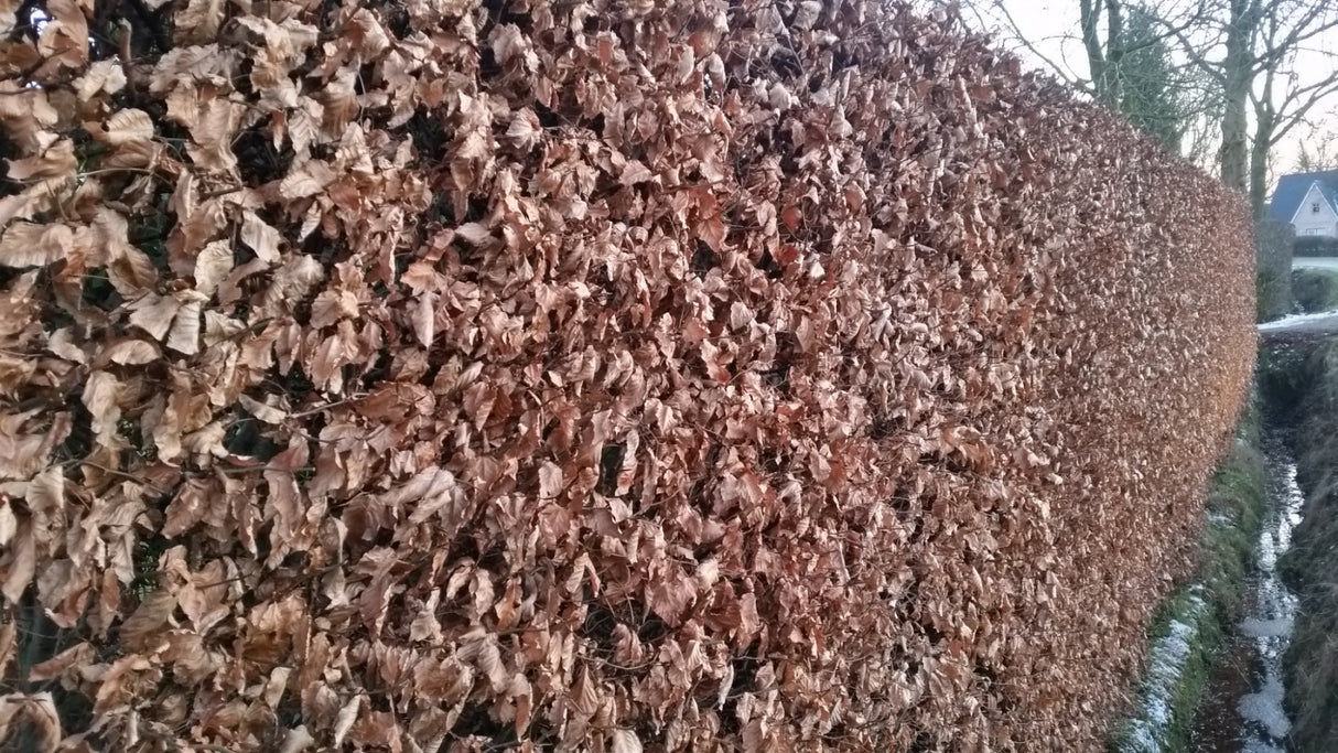 Fagus sylvatica mit Winterlaub, erhältlich als: Heister, leichte Heister, verschulte Heister; Einsatz: Heckenpflanze, anspruchslos;;günstig mit Qualität