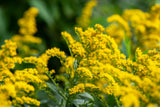 Solidago sphacelata 'Golden Fleece'; hier mit Blüte; winterhart; Einsatzmöglichkeit z.B. : Beete;;ab 0,00 Euro