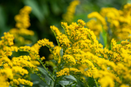 Solidago sphacelata 'Golden Fleece' mit Blüte; Einsatz: , ;;ab 3,89 Euro