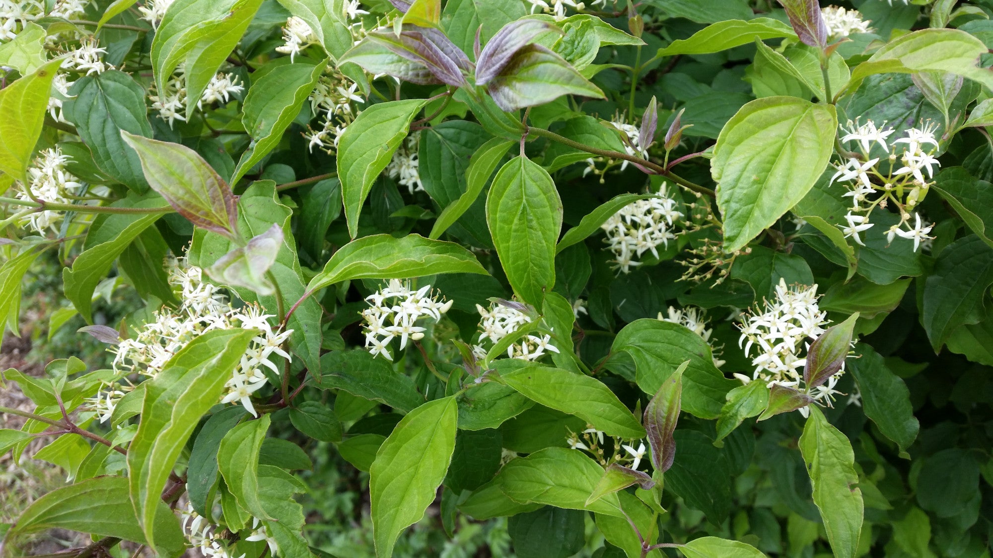 Cornus sanguinea (Roter Hartriegel)