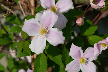 Clematis montana 'Rubens' mit Blüte, erhältlich von 100-150 bis 150-200 cm; Einsatz: ;;ab 37,40 Euro