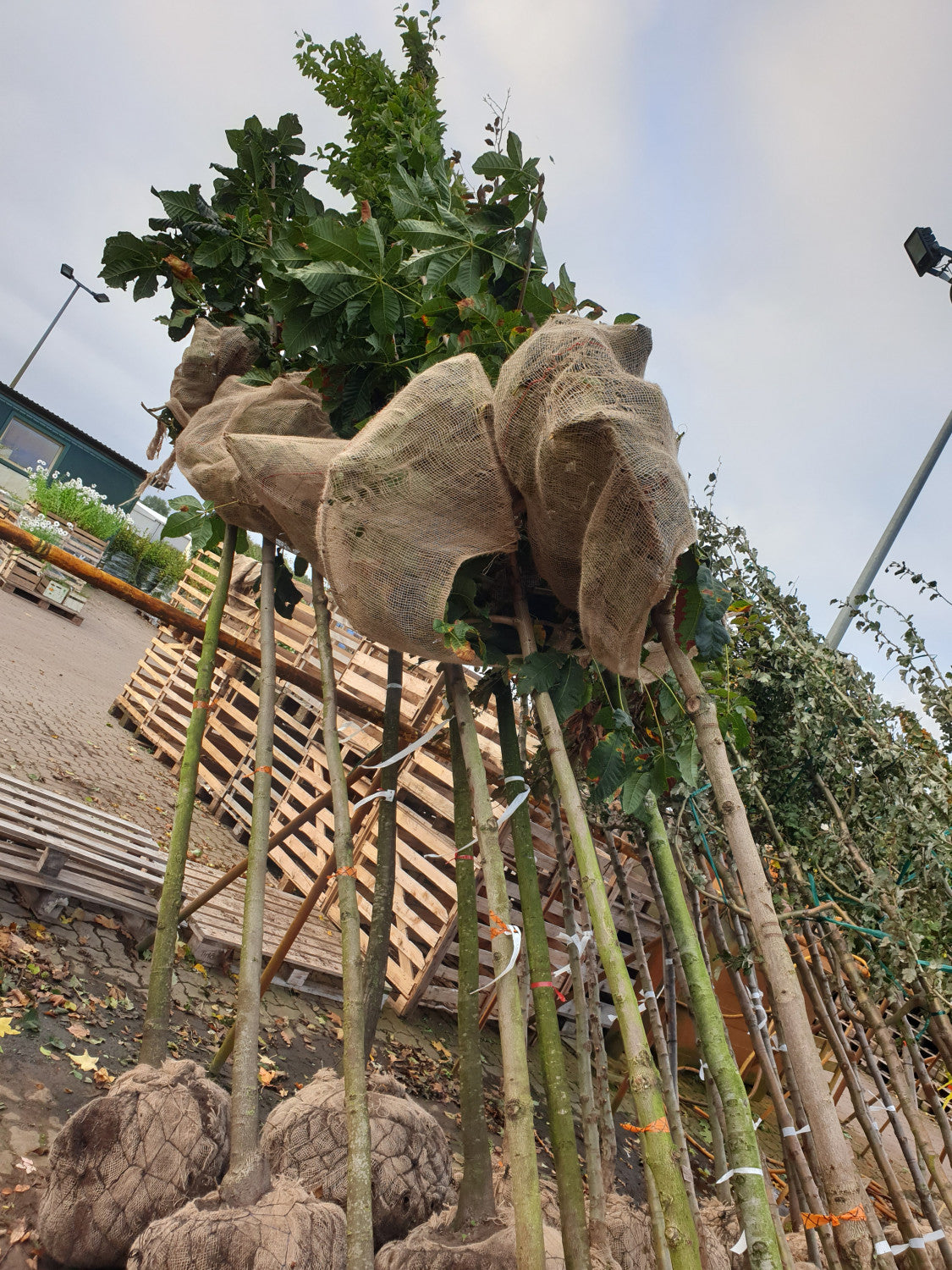 Scharlachkastanie; vorbereitet für Versand; sehr frosthart; Einsatzmöglichkeit z.B. : Alleebäume; erhältlich von 270-330 bis 450-650 cm;;hier kaufen