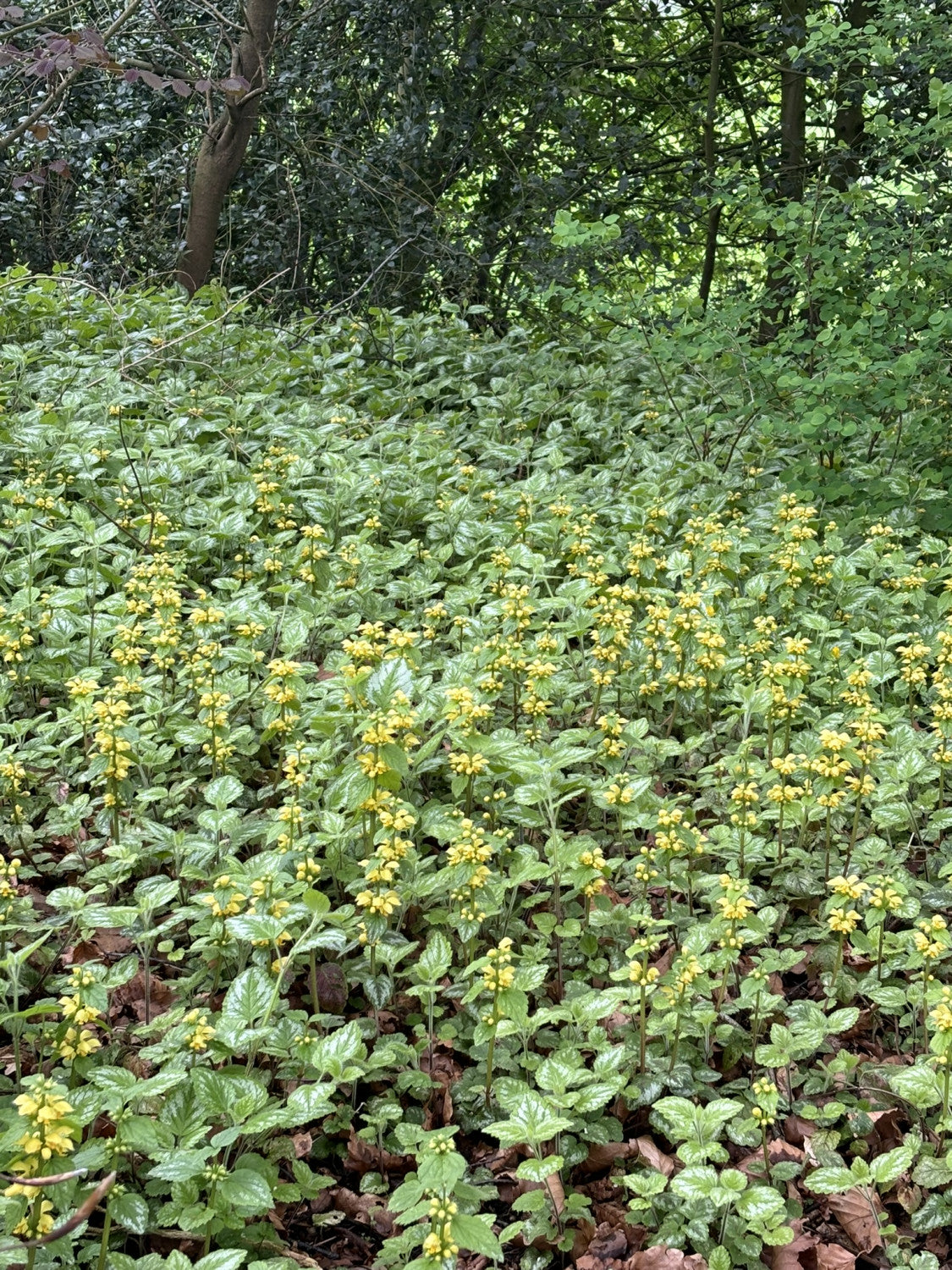 Lamiastrum galeobdolon als Pflanze im Beet; Einsatz: ;;ab 4,50 Euro