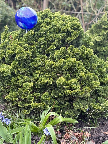 Chamaecyparis obtusa 'Nana Gracilis' , erhältlich von 12-15 bis 90-100 cm;;ab 19,40 Euro