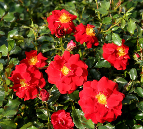 Rosa 'Salsa' STR mit Blüte; Einsatz: ;;ab 8,10 Euro
