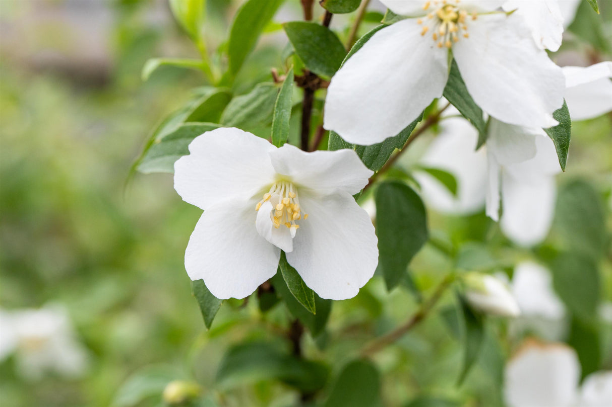 Gartenjasmin 'Manteau d'Hermine' mit Blüte, verfügbar in 9 Größen und Varianten; Einsatz: Solitärgehölzreichblühend;;hier kaufen