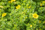 Potentilla 'Kobold' , erhältlich von 20-30 bis 40-60 cm;;ab 4,10 Euro