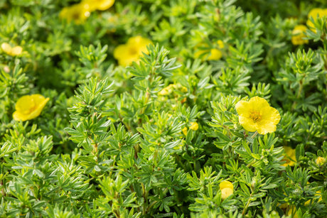 Potentilla 'Kobold' , erhältlich von 20-30 bis 40-60 cm;;ab 4,10 Euro