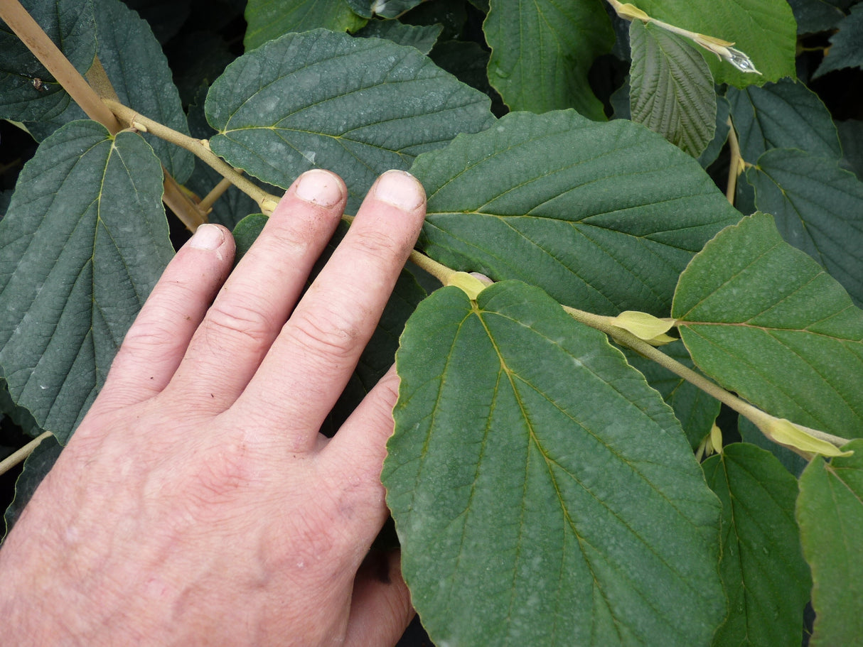 Hamamelis interm. 'Diane' , erhältlich von 40-60 bis 125-150 cm;;ab 47,20 Euro