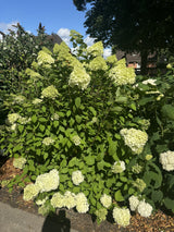 Hydrangea paniculata 'Limelight' als Pflanze im Beet, erhältlich von 40-60 bis 125-150 cm; Einsatz: ;;ab 22,20 Euro